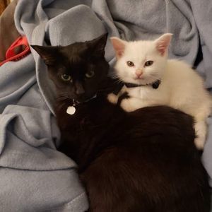 Meet your Posher, Haebin